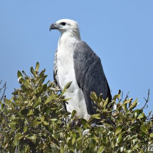 Bird of Prey watching at the Abrolhos Islands