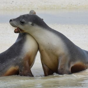 Sea Lions at the Abrolhos Islands