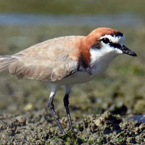 Bird life at the Abrolhos Islands