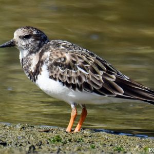 Bird life at the Abrolhos Islands