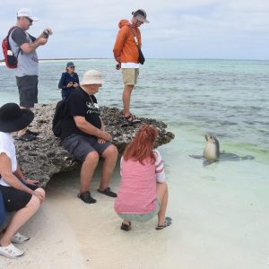 Sea Lion checking out the Eco ABrolhos Guests at the Abrolhos Islands