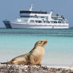 Sea Lion & the Eco Abrolhos