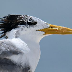 Bird Life at the Abrolhos Islands