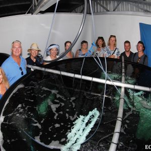 Latitude Pearls hatchery