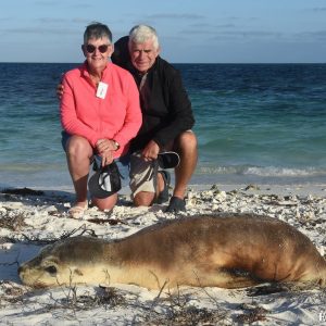 Sea Lion at the Abrolhos Islands
