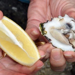 Fresh Oyster off the rocks at the Abrolhos Islands
