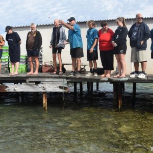 Amberjack fish feed at the Abrolhos Islands