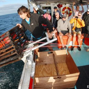 Cray Pot pulling on the King Diver at the Abrolhos Islands