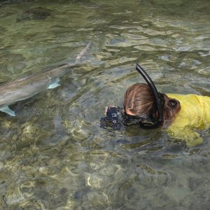 Snorkelling with Amberjacks at the Abrolhos Islands