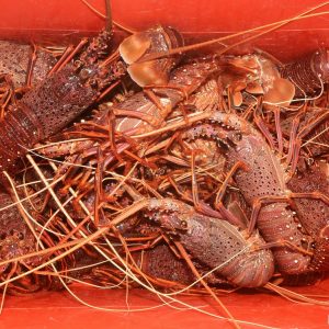 Bucket of crayfish ready for the Eco Abrolhos Guests to eat
