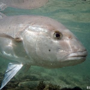 Amberjack Underwater photo at the Abrolhos Islands