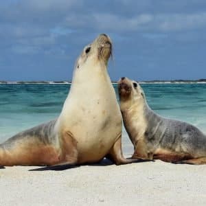 Mother & Child Sea Lions
