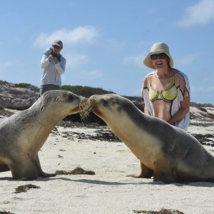 Sea Lion Love