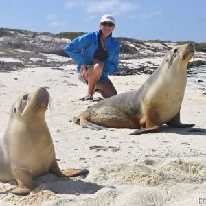 Sea Lions