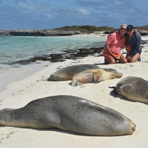 Sea Lions
