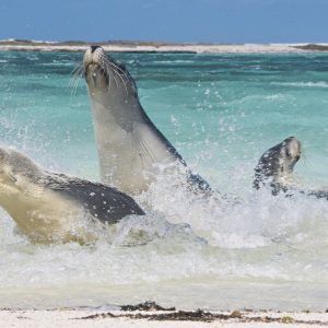 Sea Lion antics at Morley Island