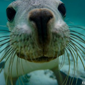 Sea Lion at the Abrolhos Islands