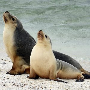 SEa Lions at the Abrolhos Islands