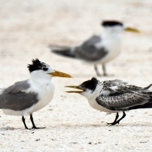 Terns at the Abrolhos Islands