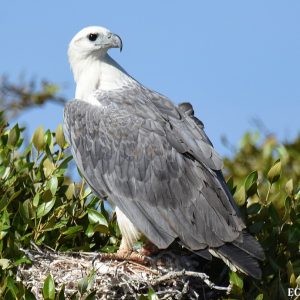 White Bellied Sea Eagle at the Abrolhos Isalnds