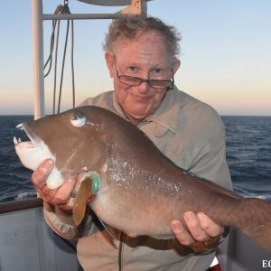 Bald Chin Groper at the ABrolhos Islands