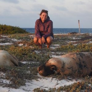 Sea Lions at the Abrolhos Islands