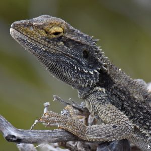 Lizard at East Wallabi Island