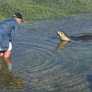 Curious Sea Lion at the Abrolhos Islands