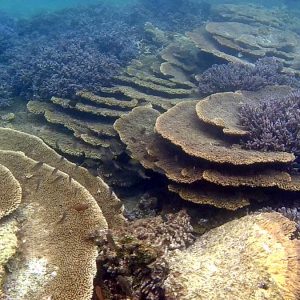 Àmazing coral at Turtle Bay