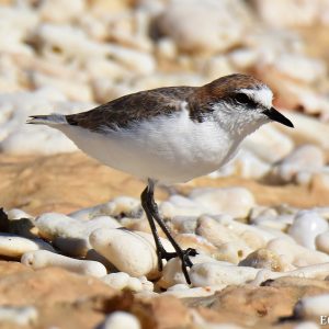 Bird at the Abrolhos Islands