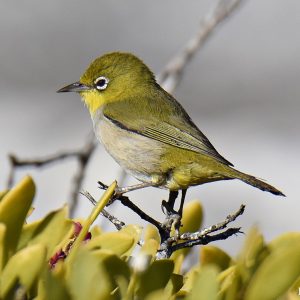Silver Eye at the Abrolhos Islands