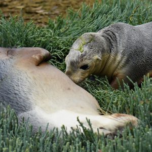Junior sea lion suckling at the Abrolhos Islands