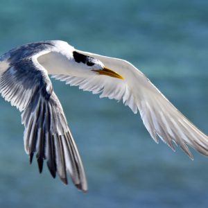 Bird life Abrolhos Islands