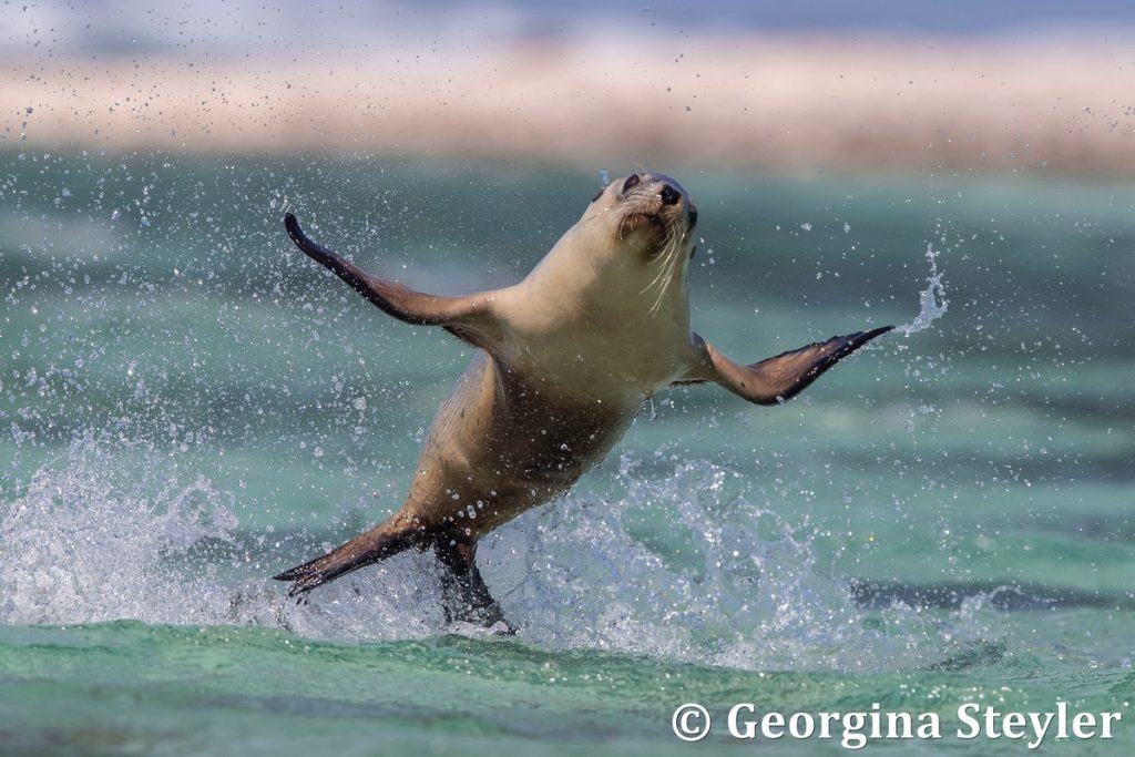 Flying Sea Lion