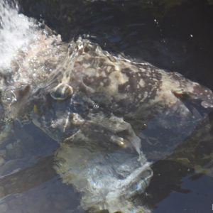 Cod Feeding at the Abrolhos Islands