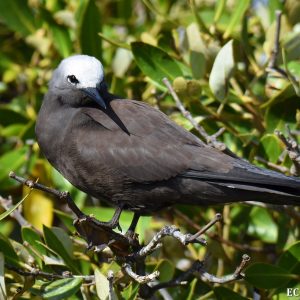 Noddy at the Abrolhos Islands