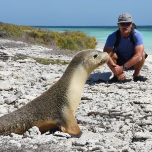 Sea Lion at the Abrolhos Islands