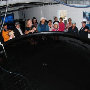 Latitude Perals hatchery at the Abrolhos Islands