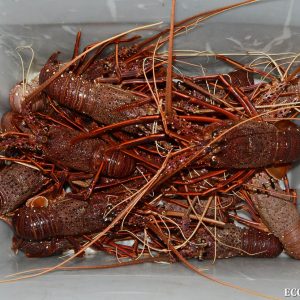 Crayfish at the Abrolhos Islands