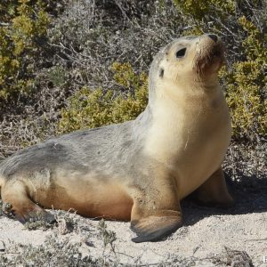 Sea Lion at the Abrolhos Islands