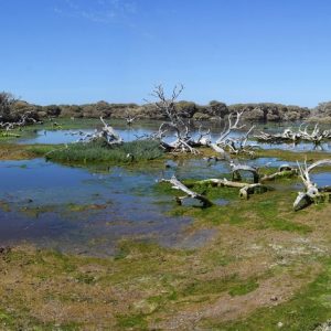 Lagoon at the Abrolhos Islands