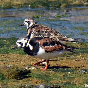 Ruddy Turnstone at the Abrolhos Islands