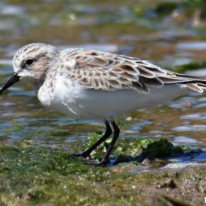Bird at the Abrolhos Islands
