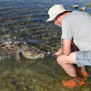 Cod Feeding at the Abrolhos Islands