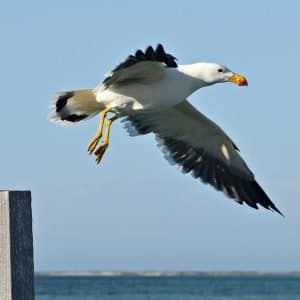 Pacific Gull at the Abrolhos Islands