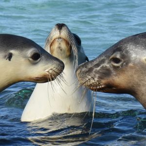 Sea Lions at the Abrolhos Islands