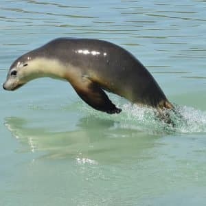 Jumping sea lions at the Abrolhos Islands