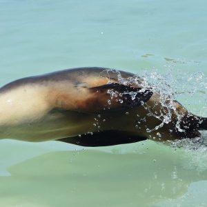 Jumping sea lions at the Abrolhos Islands