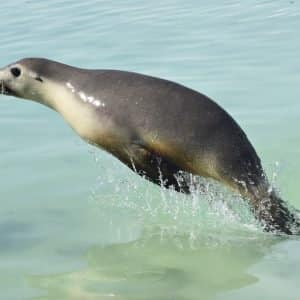 Jumping sea lions at the Abrolhos Islands