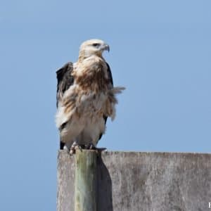 Osprey at the Abrolhos Islands